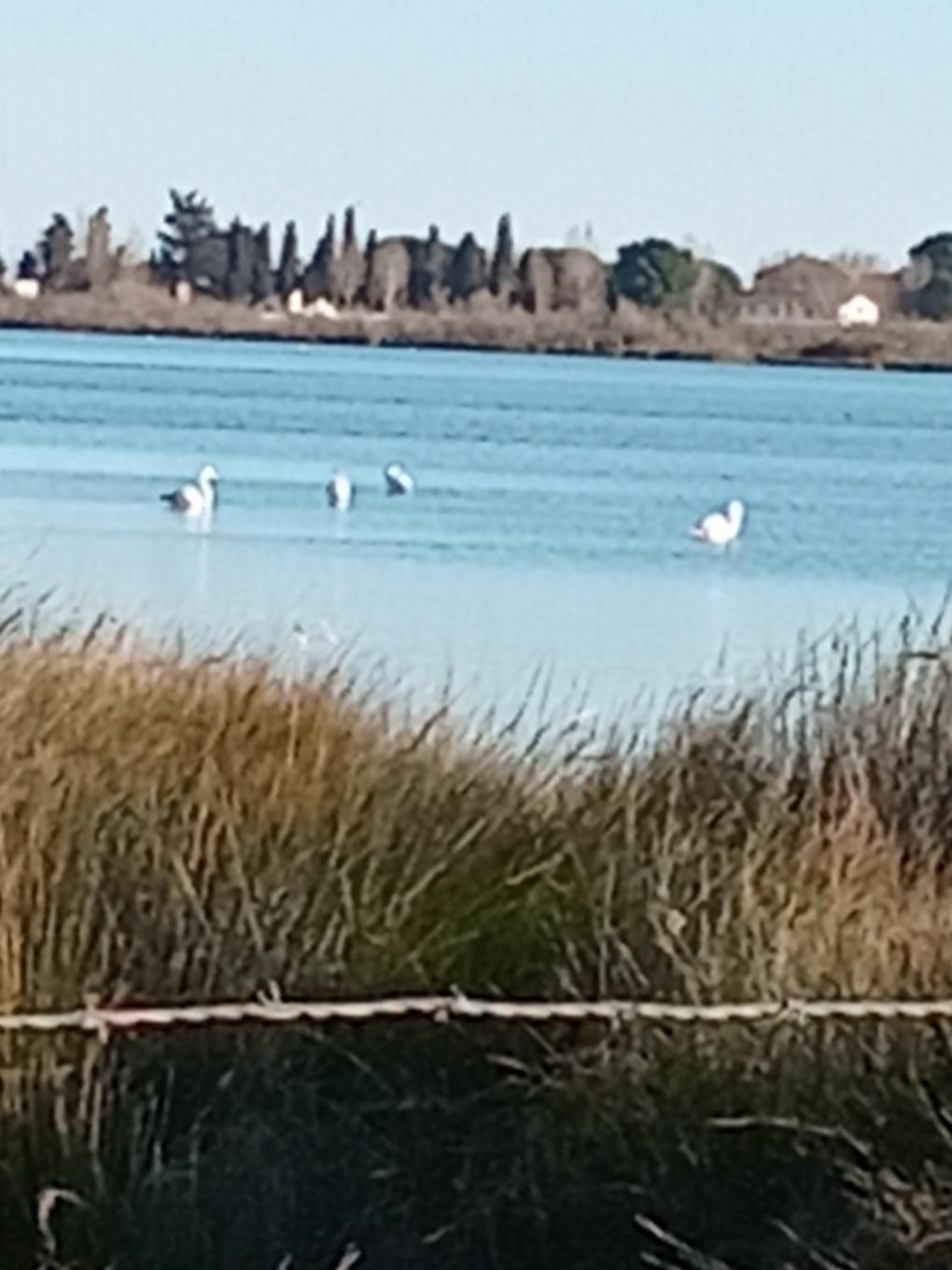 Aigues Mortes Studio De Vacances En Camargue Zewnętrze zdjęcie